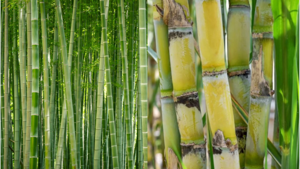 Sugar Cane And Bamboo